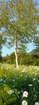 Margeritenwiese am Malchener Blütenhang