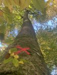 Naturschützer fordern Stopp der Baumfällungen am Waldkunstpfad in Darmstadt