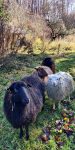 NABU-Schafe ziehen ins Winterlager an den Märchenteichen