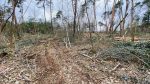 Dem Klimawandel Tor und Tür geöffnet: Waldzerstörungen durch Forstarbeiten bei Bickenbach