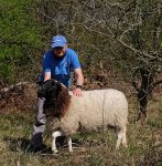 Schafe umstellen