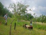 Umzug der NABU-Schafe im Alsbacher Schöntal
