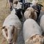 NABU-Schafe wandern zum Seeheimer Blütenhang