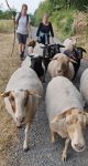 NABU-Schafe wandern zum Seeheimer Blütenhang