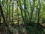 Aufhebung des Bannwald-Status in Pfungstadt?