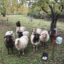 Schafe am Malchener Blütenhang