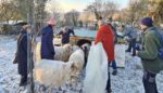 Neue Planen für den Unterstand der NABU-Schafe in Malchen