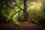 Über das Artensterben in den Wäldern
