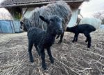 Neues von den NABU-Schafen in Alsbach und Malchen