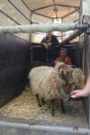 NABU-Schafe auf der Steinkauzwiese bei Hähnlein