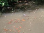 Fischbesatz im Amphibienweiher