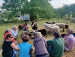 Schafschur bei der Alsbacher NABU-Schafgruppe