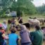 Schafschur bei der Alsbacher NABU-Schafgruppe