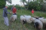 Schafschur bei der Malchener NABU-Schafgruppe