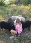 NABU-Schafe auf der Streuobstwiese am Weilerweg