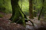KlimaKino und Podiumsdiskussion über den Wald der Zukunft in Heppenheim