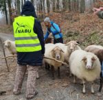NABU-Schafe wandern ins Winterlager an den Märchenteichen