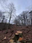 Holzernte im Staatswald 