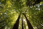 NABU: Naturwälder müssen gesichert werden