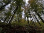 Buchenwälder: Biodiversität im Weltnaturerbe