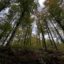 Buchenwälder: Biodiversität im Weltnaturerbe