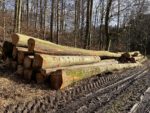 Land plant Aussetzung des Gütesiegels FSC im Staatswald
