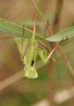 NABU-Mitmachaktion "Insektensommer - zähl mit!"