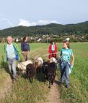 Wanderung mit Schafen durch Alsbach