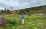 Pflegeeinsatz im NABU-Kirschgarten am Blütenhang