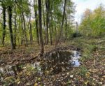 Amphibienteiche im Wald am Malchener Friedhof