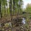 Amphibienteiche im Wald am Malchener Friedhof