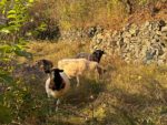 NABU-Schafe im alten Weinberg