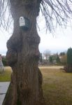 Nistkästen für den alten Friedhof Jugenheim