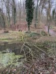 Baum im Schöntalteich