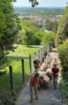 Wandern mit Schafen im Alsbacher Schöntal