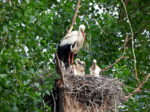 Zwischenbericht diesjährige Weißstorch-Brutsaison