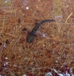 Ersatzlaich-Gewässer für Amphibien drohen auszutrocknen