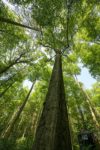 Land Hessen will 440.000 Habitatbäume fällen