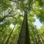 Land Hessen will 440.000 Habitatbäume fällen