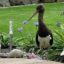 Schwarzstorch im Hausgarten