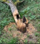Der Biber ist angekommen im Stettbacher Tal