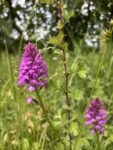 Orchideenblüte am Seeheimer Blütenhang