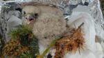 Junger Turmfalke in Pfungstadt gerettet