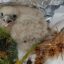 Junger Turmfalke in Pfungstadt gerettet
