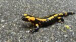 Feuersalamander auf der Straße zum Alsbacher Schloss