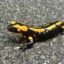 Feuersalamander auf der Straße zum Alsbacher Schloss
