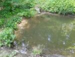 Feuersalamander-Larven im Wald am Langen Berg