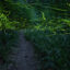 Magisches Leuchten im Wald