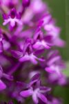 Orchideen am Seeheimer Blütenhang