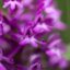 Orchideen am Seeheimer Blütenhang